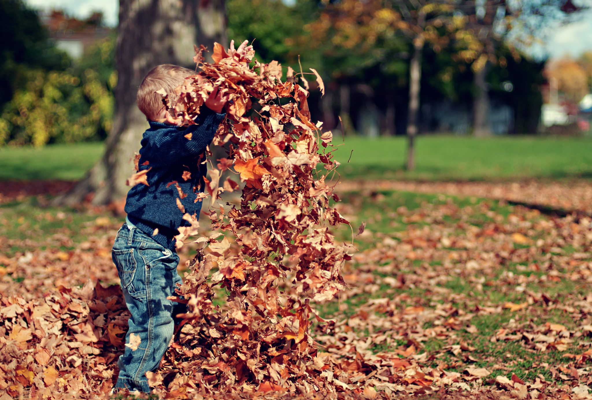 young boy with autumn leaves